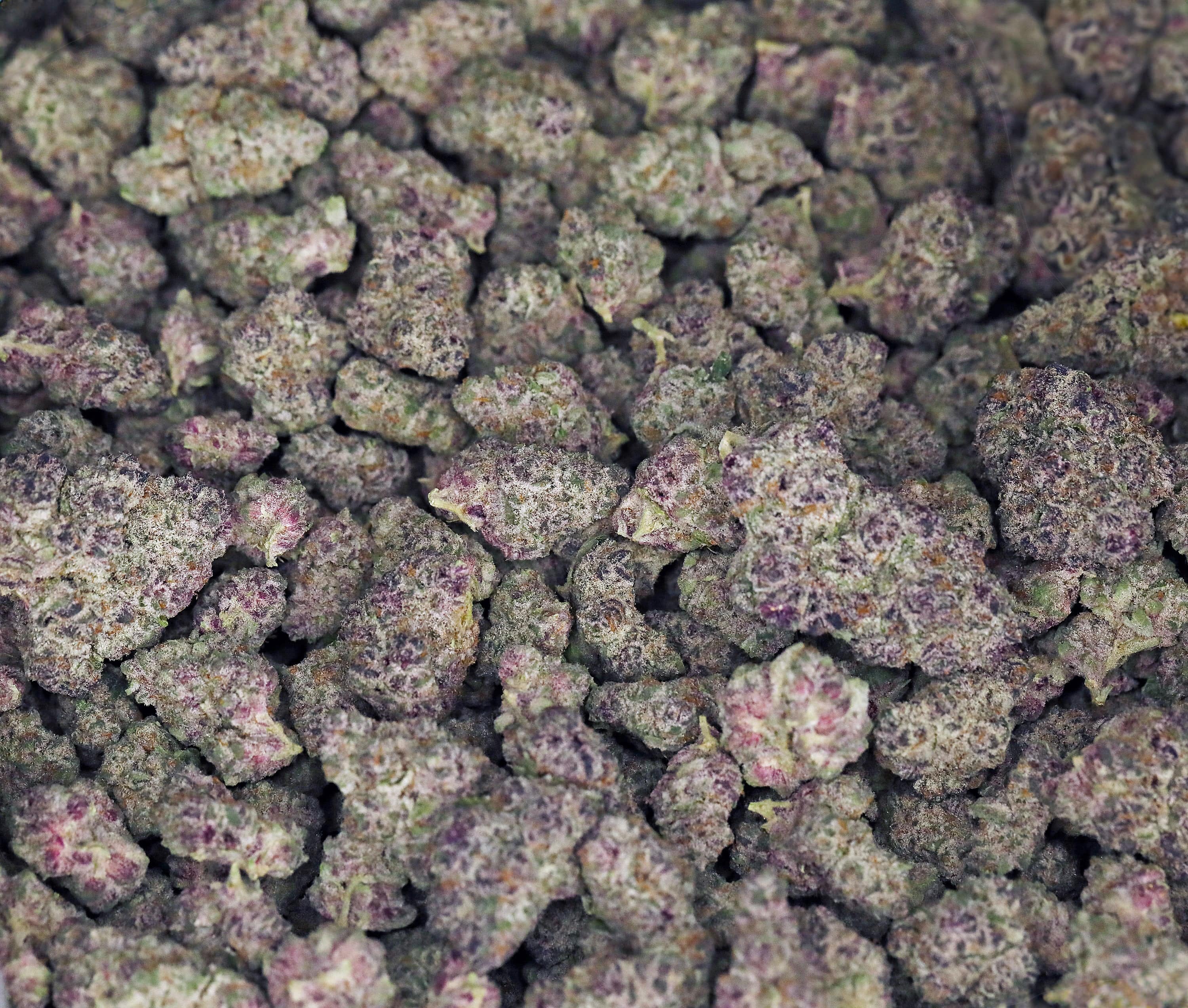 *Exotic* Cherry Warheads THCa Flower - Image 2