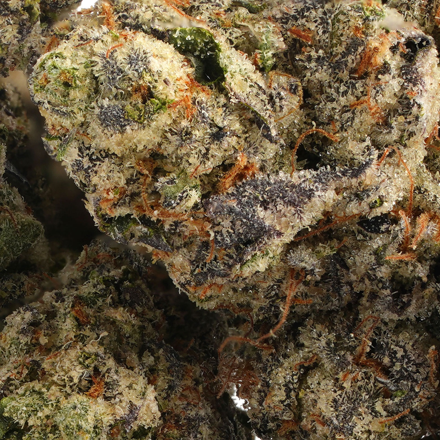 Blue Nerds - Image 3