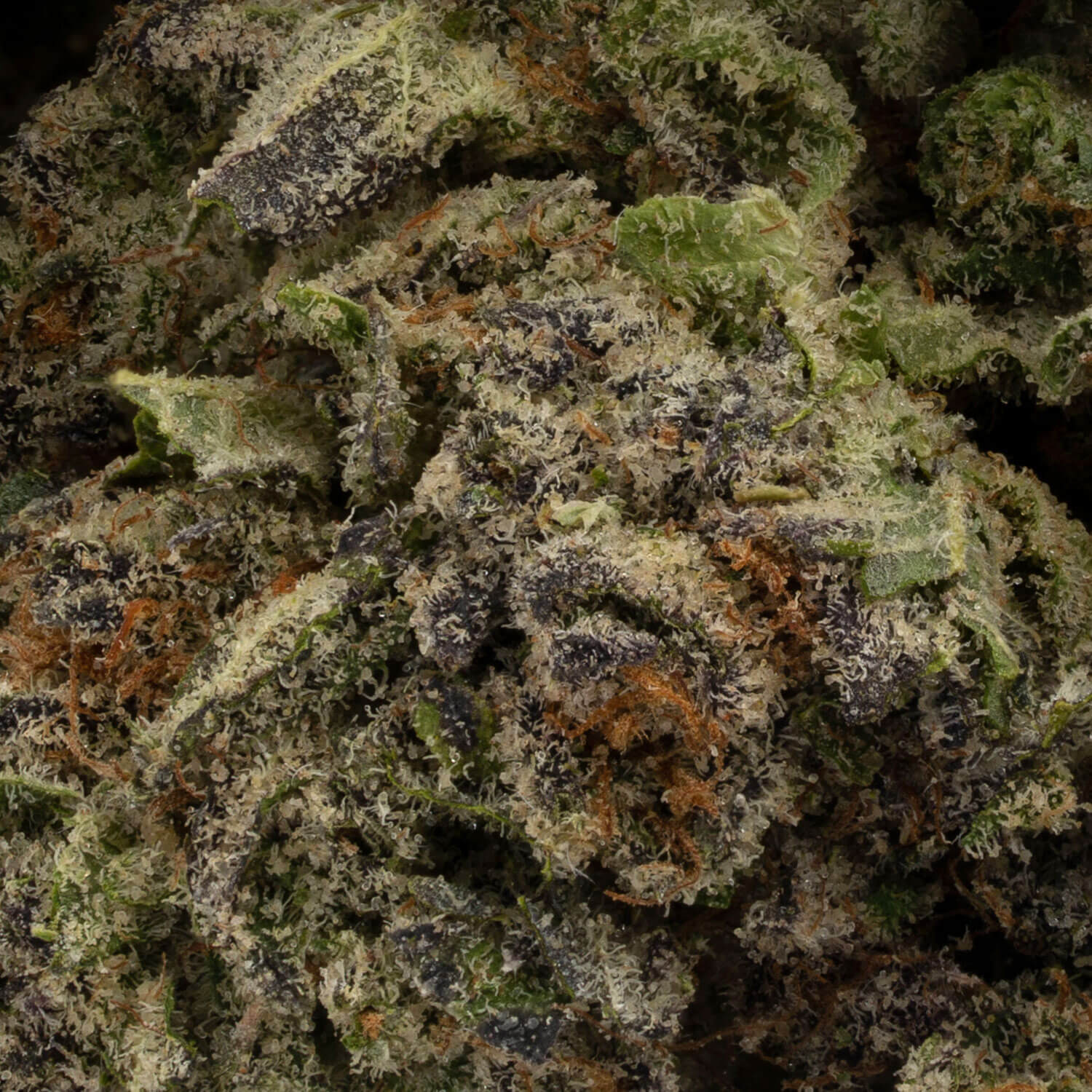 Forbidden Fruit - Image 3