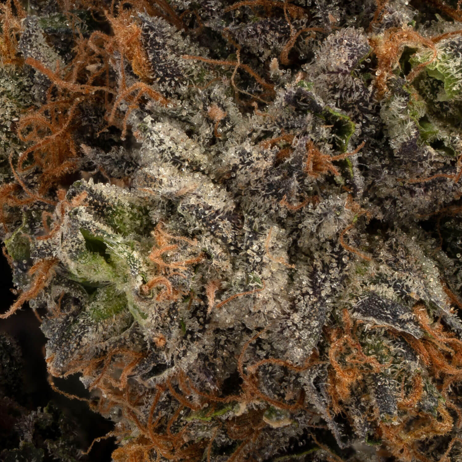 Royal Cookies - Image 3