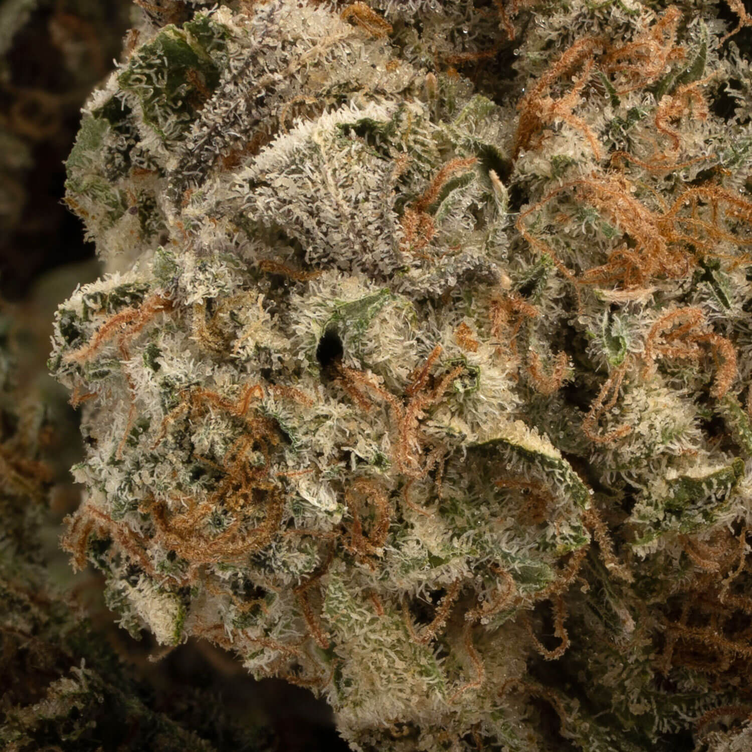 Slurricane - Image 3