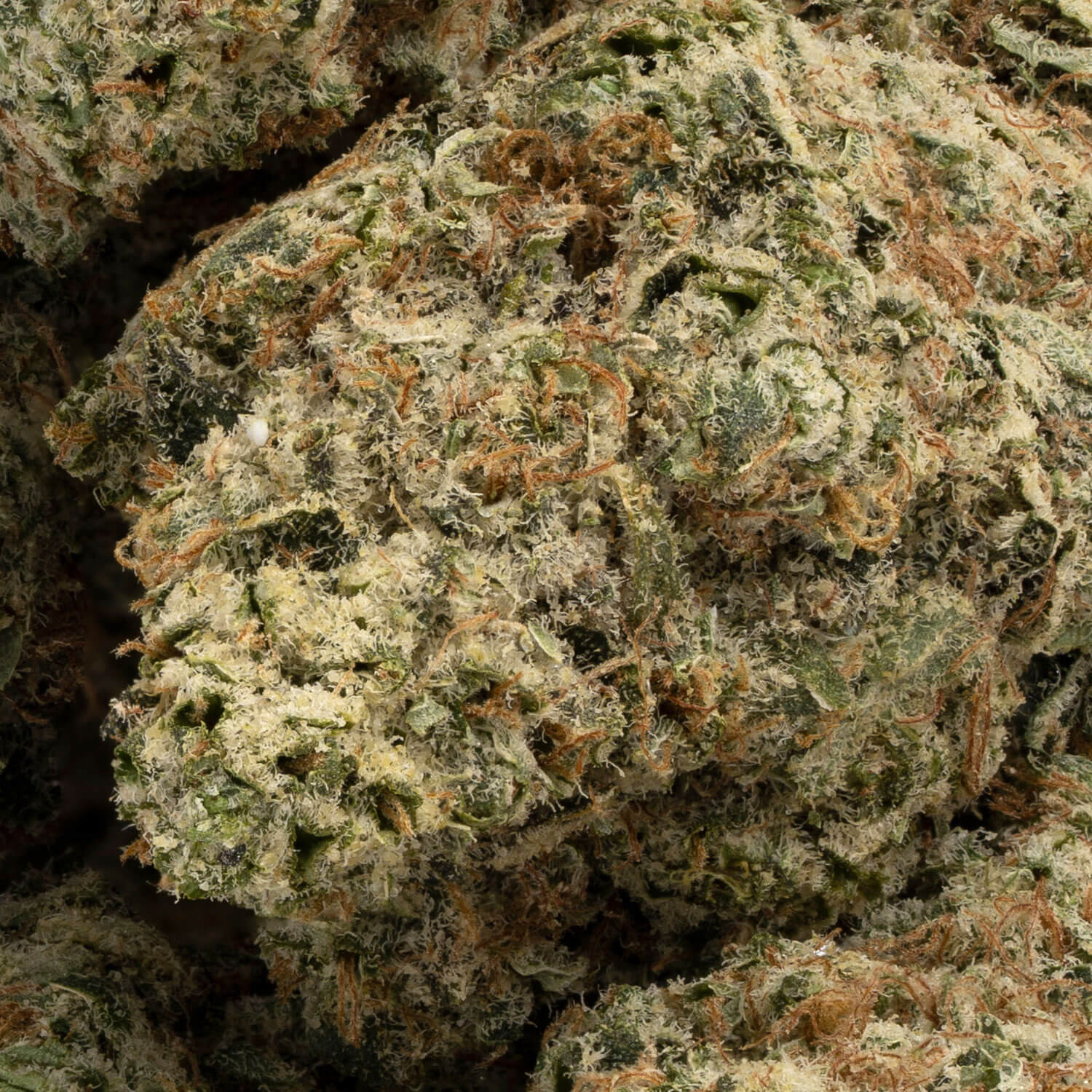 Super Pineapple Haze - Image 3