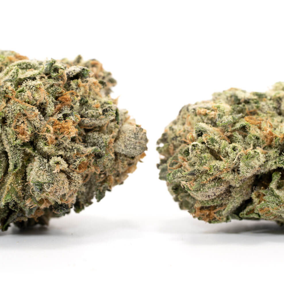 Tuna OG - Image 2